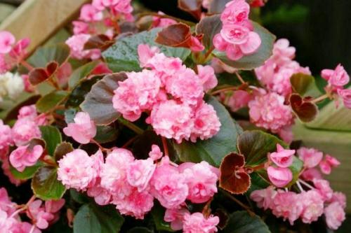 Бегония гибридная. Условия, необходимые для бегоний 07 Бегония гибридная. Условия, необходимые для бегоний 07