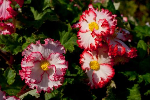 Бегония с красными цветами. Клубневые (Tuberhybrida)