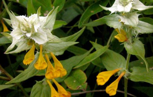 Цветок Иван-да-Марья комнатный. 06