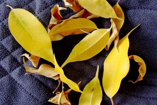 Фикус Бенджамина сбрасывает листья в осенне-зимний период.. Фикус Бенджамина: желтеют и опадают листья, что делать
