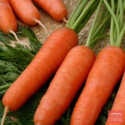 Лучшие сорта моркови для Северо-Запада. Поздние гибриды и сорта моркови: для зимнего хранения