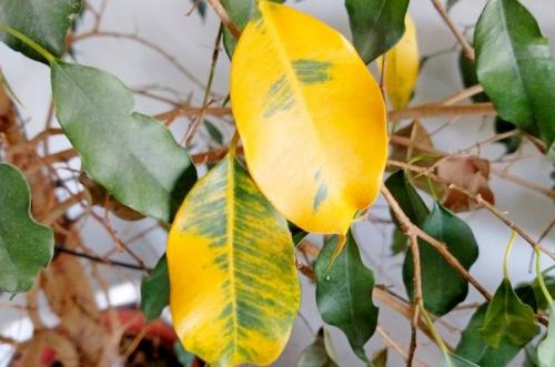 Почему у фикуса желтеют и опадают листья. Основные причины пожелтения листьев