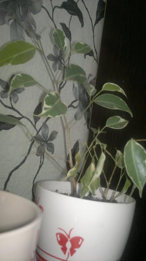 Как спасти фикус бенджамина. Помогите спасти фикус Бенджамина!