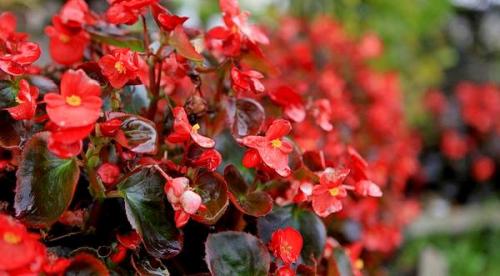 Бегония гибридная. Условия, необходимые для бегоний 06 Бегония гибридная. Условия, необходимые для бегоний 06