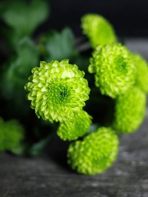 Хризантемы виды. Многолетние хризантемы – сорта, фото