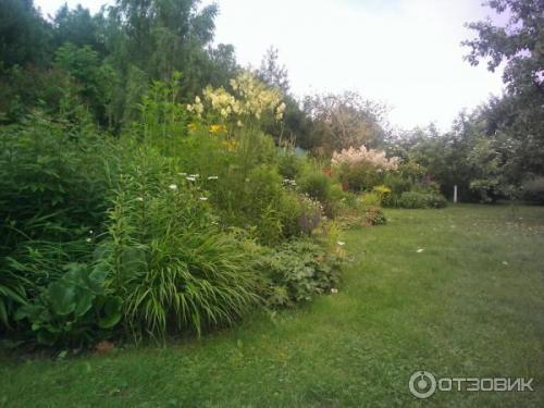 Горец изменчивый. Не стоит судить о растении по назойливым «родственникам» 03