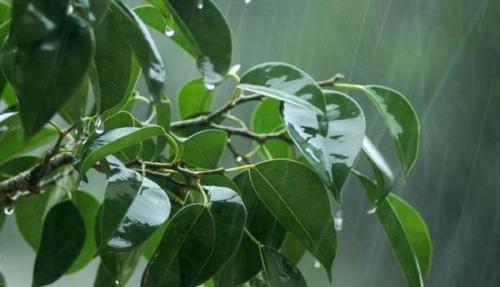 Как правильно поливать фикус