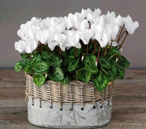 Цикламен пересадка. Как правильно пересадить цикламен