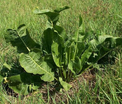 Хрен обыкновенный (Armoracia rusticana L.) 21