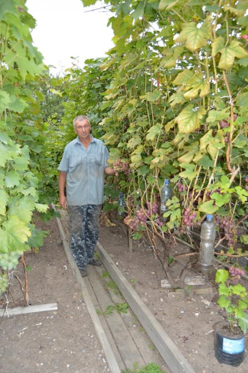 Сергей чудопалов виноград. Увлеченный виноградарь Сергей Янчук