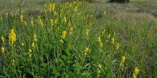 Репешок для очистки печени. Репешок обыкновенный - полезные свойства и противопоказания, отзывы