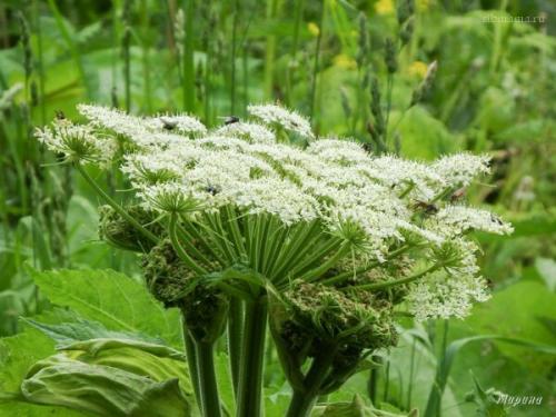 Как выглядит растение иван да марья. 19