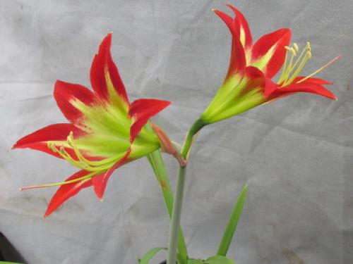 Как выглядит растение иван да марья. 16