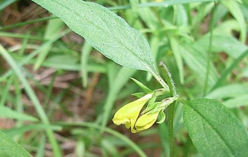 Цветок Иван-да-Марья комнатный. 08