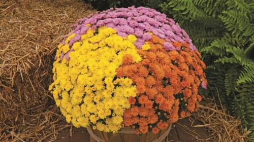 Хризантема Мультифлора ранние сорта. Виды и сорта хризантемы Мультифлора, внешний вид