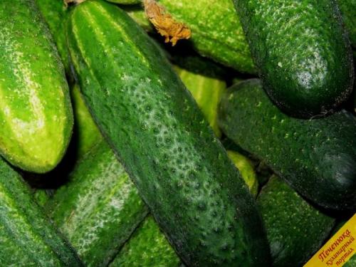 Как законсервировать на зиму малосольные огурцы. Малосольные огурчики, законсервированные на зиму 16