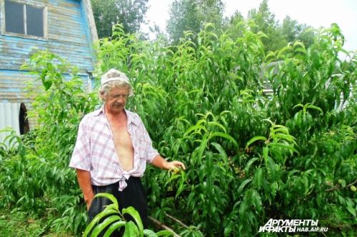 Сергей чудопалов саженцы. Чудо-персики прославили хабаровского садовода Чудопалова