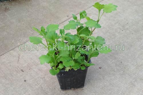 Хризантема мультифлора каталог. Хризантема