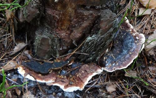 Противогрибковые препараты для хвойных. Профилактика и способы борьбы