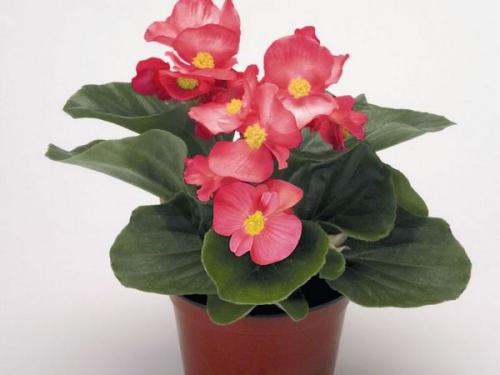 Бегония гибридная. Условия, необходимые для бегоний 09 Бегония гибридная. Условия, необходимые для бегоний 09
