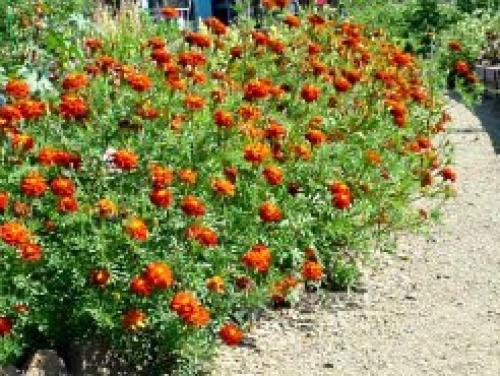 Осенние работы в поле. Работы в сентябре