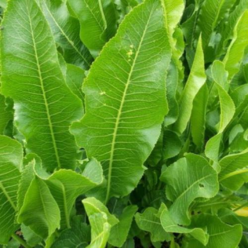 Хрен обыкновенный (Armoracia rusticana L.) 14