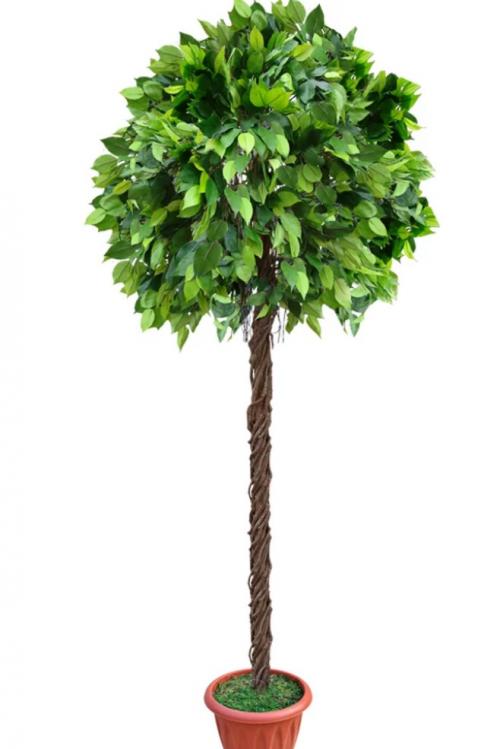 Почему у фикуса опадают листья летом. Причины опадания листвы