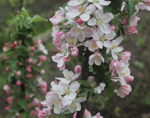 Почему не плодоносит колоновидная яблоня. Решение