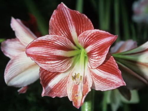 Как выглядит растение иван да марья. 06