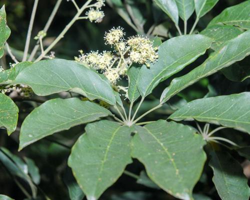 Горшок для шефлеры. Шеффлера — уход в домашних условиях