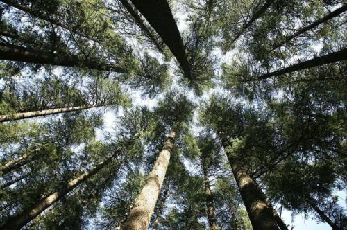 Схема укороченного побега сосны с хвоинками ― спутник. Лабораторная работа .  Знакомство с внешним строением растения 15