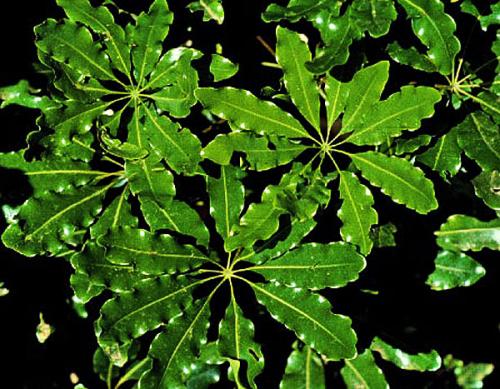 Шеффлера, какая нужна земля и горшок. Посадка, пересадка, грунт – шефлера не простит ошибки 26