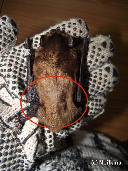 Нашел летучую мышь зимой, что делать. В каком случае следует начинать кормление?