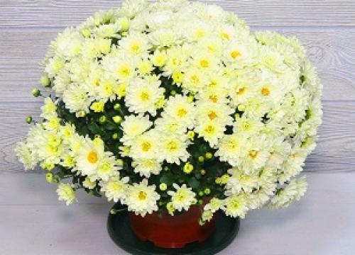 Выращивание хризантемы в домашних условиях. Выращивание хризантемы в горшке в домашних условиях