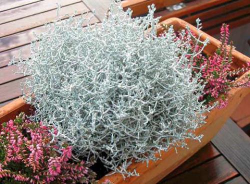 Калоцефалус брауна уход. 