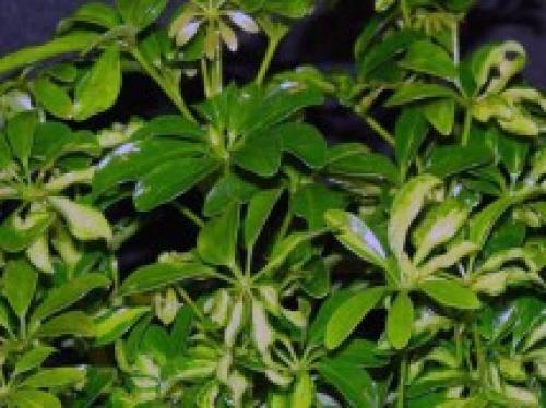 Шефлера польза. Шефлера в доме — приметы и советы