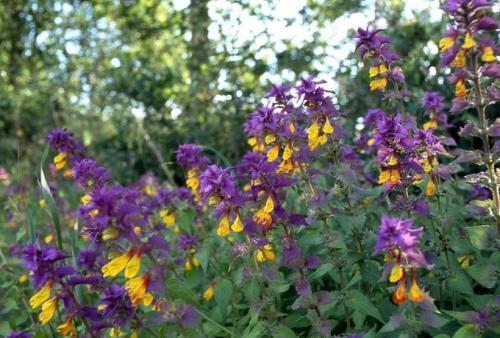 Ok google цветок иван да Марья. Почему полевой цветок называется Иван-да-Марья