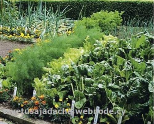 Совместимость растений в саду и огороде. Совместимость растений - хорошее соседство в саду и огороде.