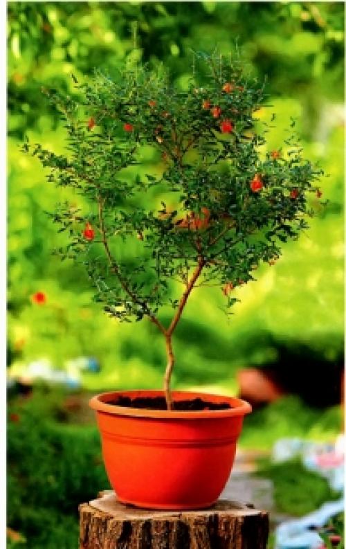 Экзотические растения на подоконнике. Съедобные экзотические растения на окне