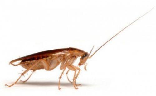Как быстро размножаются домашние тараканы. Размножение тараканов 05