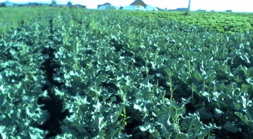 В чем разница между цветной капустой и брокколи? Знакомимся с родственниками огородной капусты