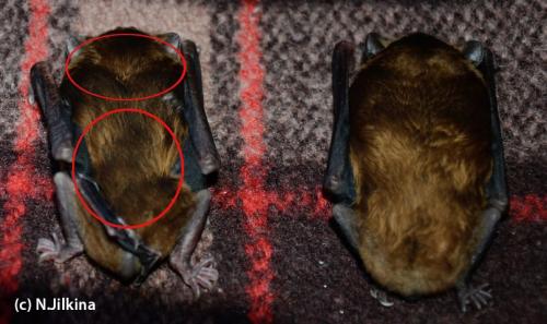 Нашел летучую мышь зимой, что делать. В каком случае следует начинать кормление?