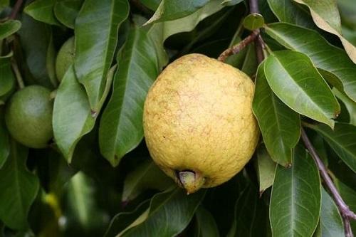 Псидиум или гуава. Псидиум Гуайява (Гуава) из семян. 04