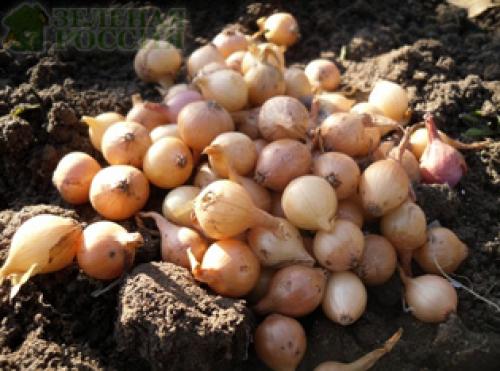 Что делают люди осенью. 06