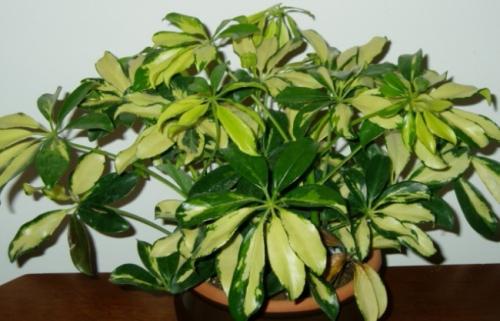 Шефлера польза. Шефлера в доме — приметы и советы