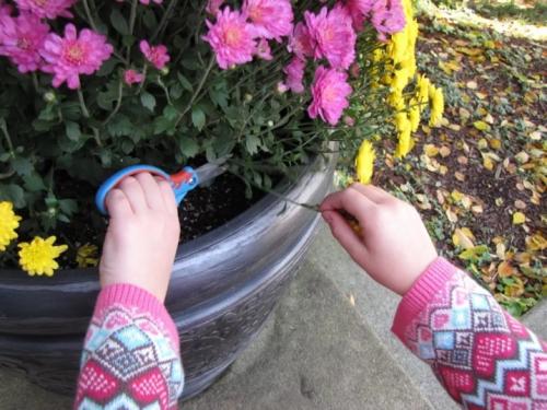 Хризантема Мультифлора посадка и уход. Хризантема мультифлора: посадка и уход в открытом грунте 09 Хризантема Мультифлора посадка и уход. Хризантема мультифлора: посадка и уход в открытом грунте 09