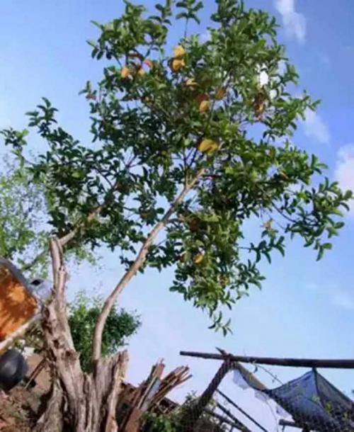 Гуава выращивание. Экзотическое растение гуава: как вырастить в домашних условиях, полезные свойства