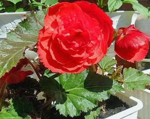 Иван-да-марья комнатный цветок. 