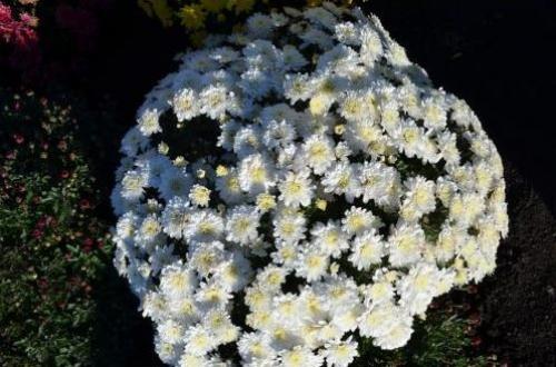 Хризантема Мультифлора брангала. Лучшие сорта хризантем Мультифлора (шаровидные)