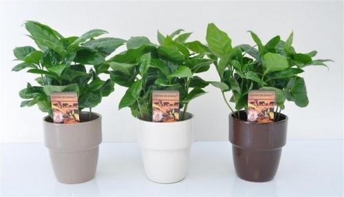 Удобрение для кофейного дерева. Подходящая температура, влажность и ...